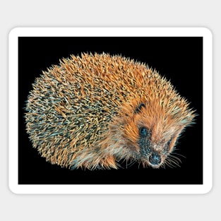 Hedgehog - Woodland Themed Kids Room, Funny Gifts For Forester, Cute Anima Sticker